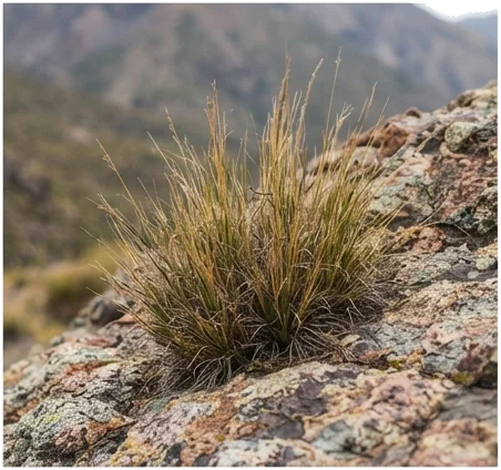 El cambio de terreno: de la precordillera hacia la alta montaña