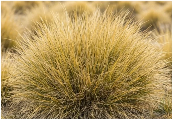 Especies emblemáticas de la Alta Montaña mendocina