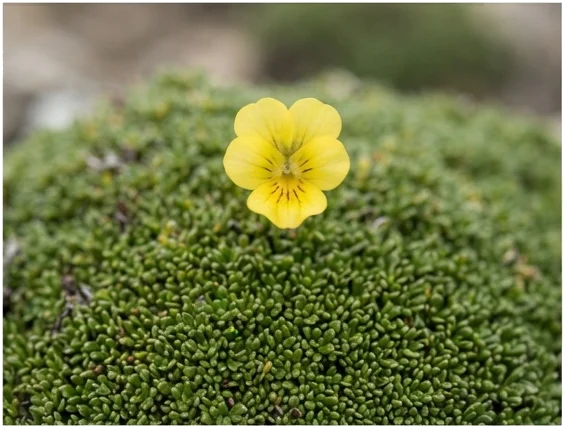 Observación responsable: cómo cuidar la flora cordillerana